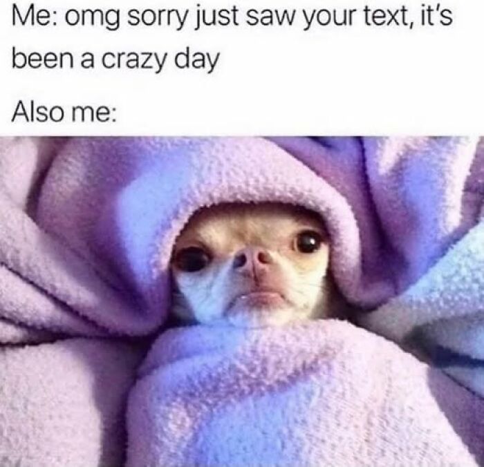 Small dog wrapped tightly in a purple blanket looking tired, a funny meme from Daily Laughs to improve your day.