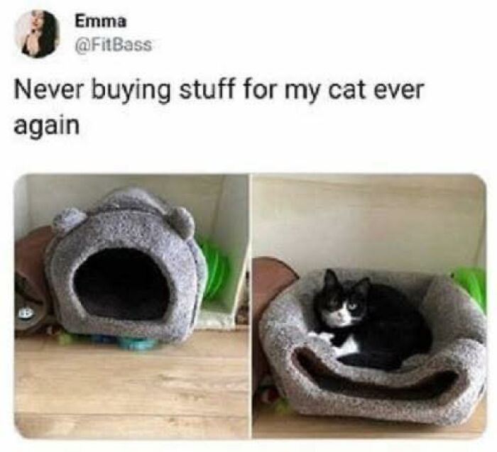 Cat rejecting a pet bed, highlighting the humor in daily laughs through memes about pets and their picky behavior.