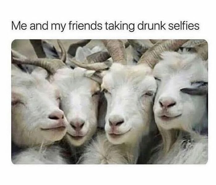 Four goats posing with funny expressions for a selfie, perfect for daily laughs and memes to improve your day.