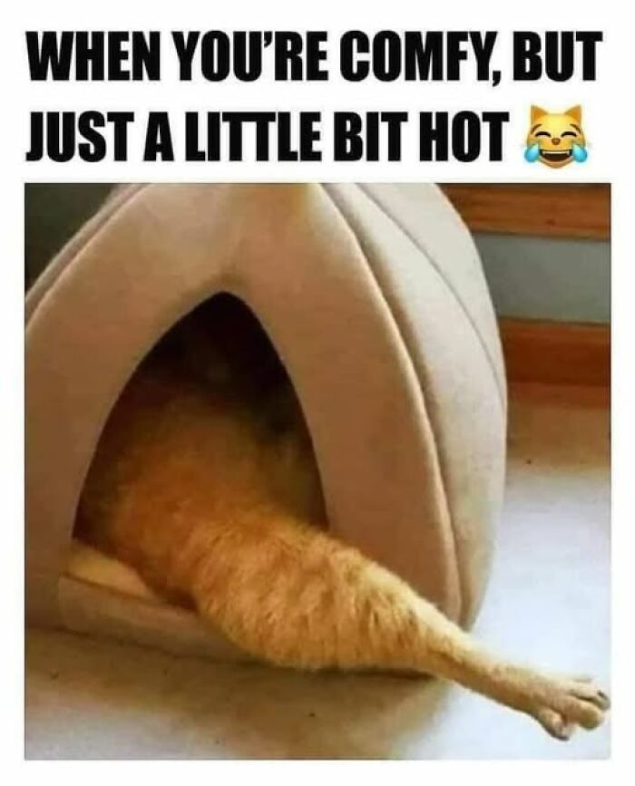 Cat stretching out of a cozy pet bed, showing a funny moment perfect for daily laughs and memes to improve your day.