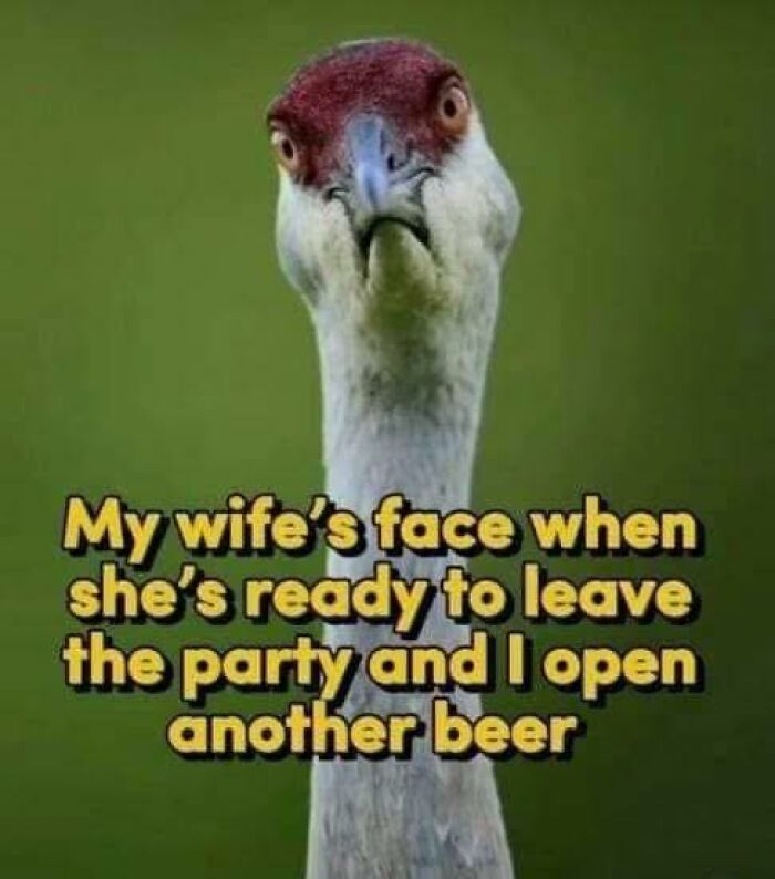 Goose with annoyed expression meme illustrating reaction in daily laughs memes to improve your day.