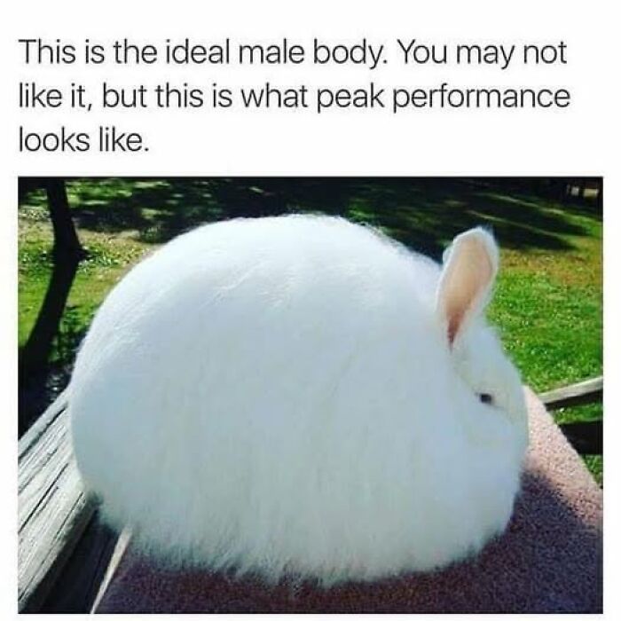 White fluffy rabbit seen from the side with meme text about ideal male body for daily laughs and memes to improve your day.