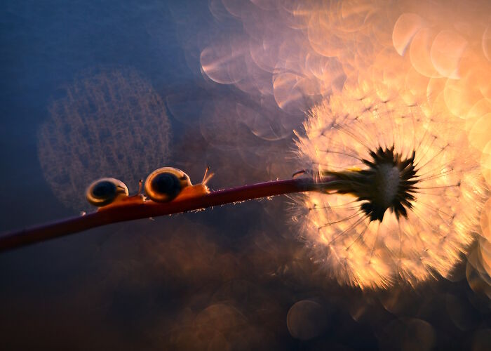 Two snails on a stem with a glowing dandelion in nature's serene light.