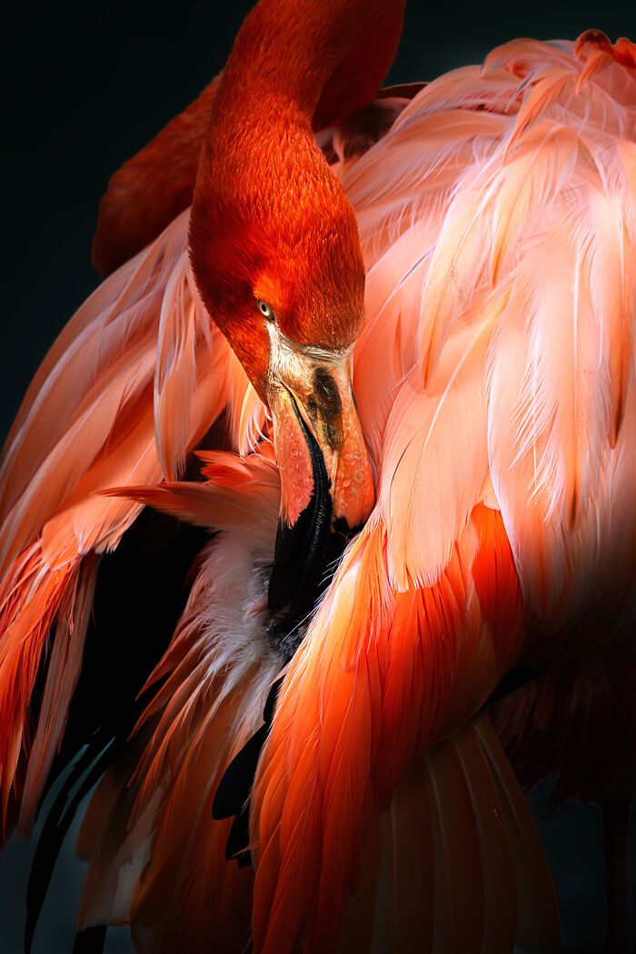 Close-up of a flamingo with vibrant pink feathers, highlighting nature and animal photography.