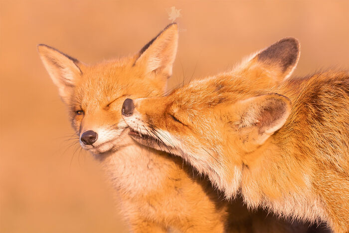Two foxes nuzzling affectionately in a nature setting.