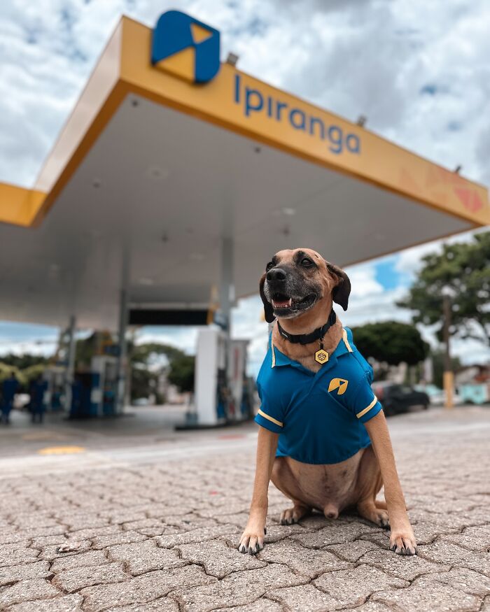 Dog wearing a gas station uniform sitting outside a fuel station, symbolizing the gas station hero saving hundreds of dogs.