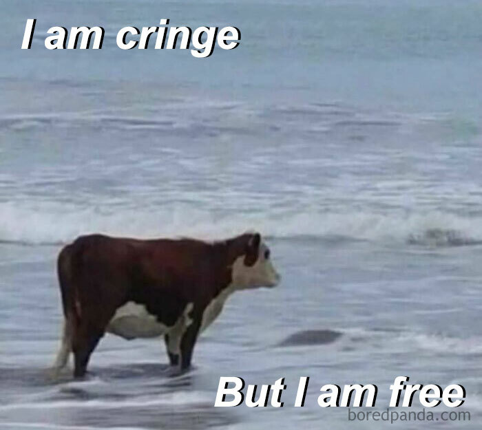 Cow standing in ocean waves with text overlay, capturing the essence of crunchy philosophy memes.