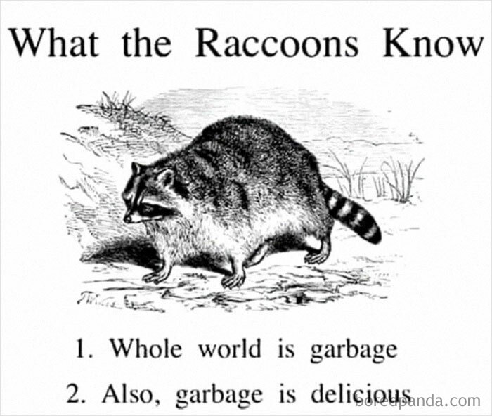 Philosophy meme featuring a raccoon with text about garbage being delicious.