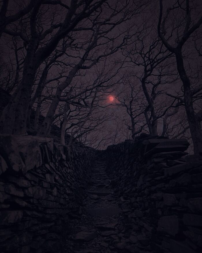Dark escapism photography by Nona Limmen showing a moonlit path through eerie, bare trees.