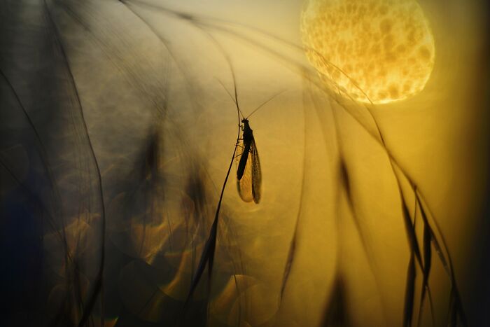 Insect silhouette on grass at sunset, capturing nature's beauty.