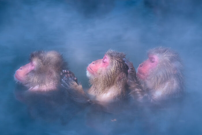 Three monkeys relax in a steamy hot spring, showcasing nature's beauty.