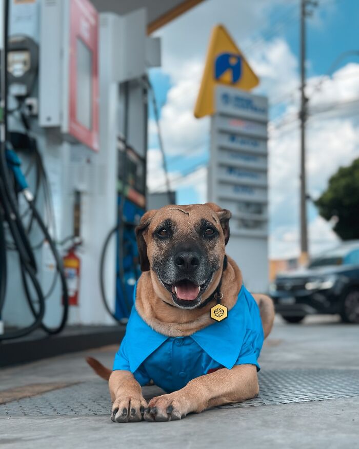 Dog wearing a blue shirt laying at a gas station, symbolizing the remarkable story of Matu&ecirc; saving hundreds of dogs.