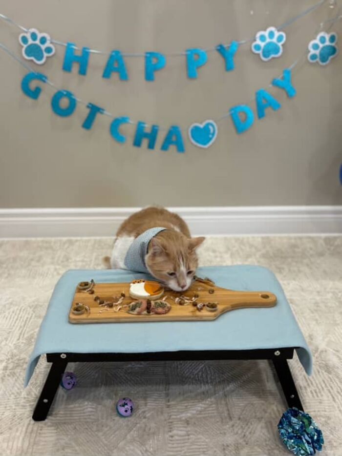 Overweight cat celebrates Gotcha Day with a special meal, looking healthy and normal. Overweight cat celebrates Gotcha Day with a special meal, looking healthy and normal.