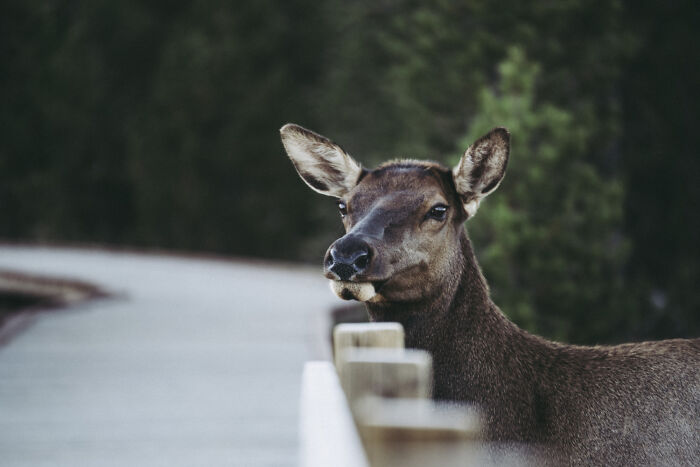 Deer standing alert on a wooden path, surrounded by greenery, symbolizing instinctive awareness of danger.