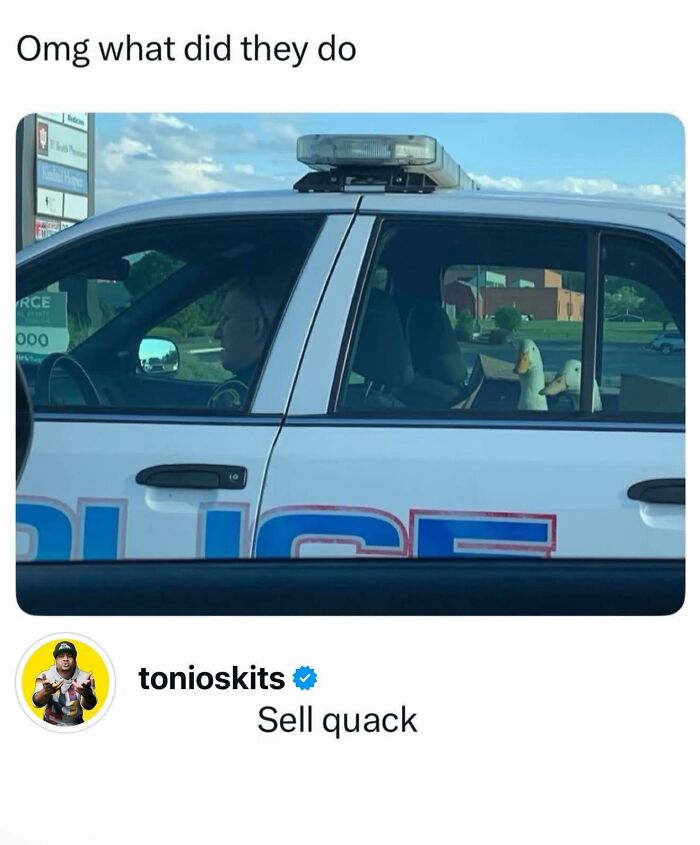 Police officer driving a car with two ducks in the backseat, a funny meme to help insulate from all the noise.