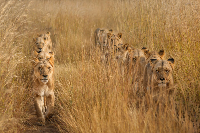 Lions walking through tall grass, showcasing the raw beauty of wildlife.