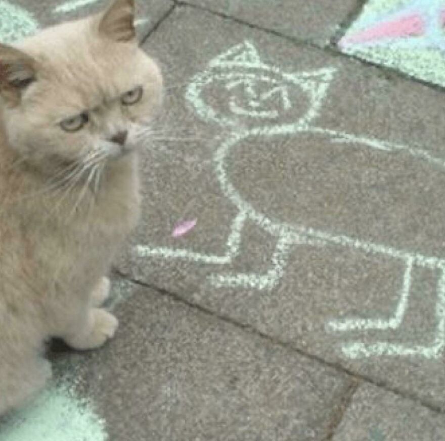 A cute cat sits by a chalk drawing of itself on the pavement, showcasing funny animal creativity.