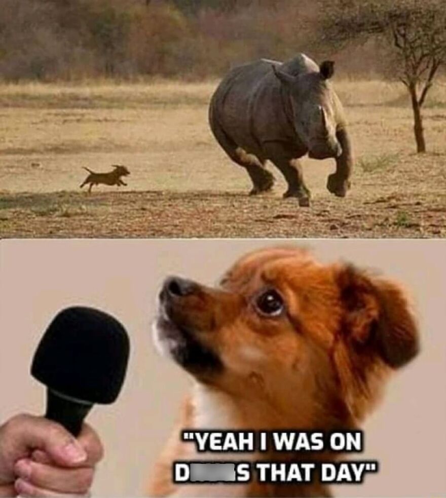 Funny and cute animal photo collage with a running dog and calm dog interviewed with a humorous caption.
