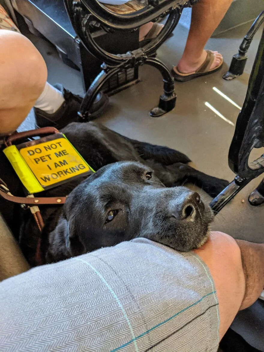 Working dog resting its head on a knee, wearing a sign "Do not pet me, I am working" in a cute and funny setting.