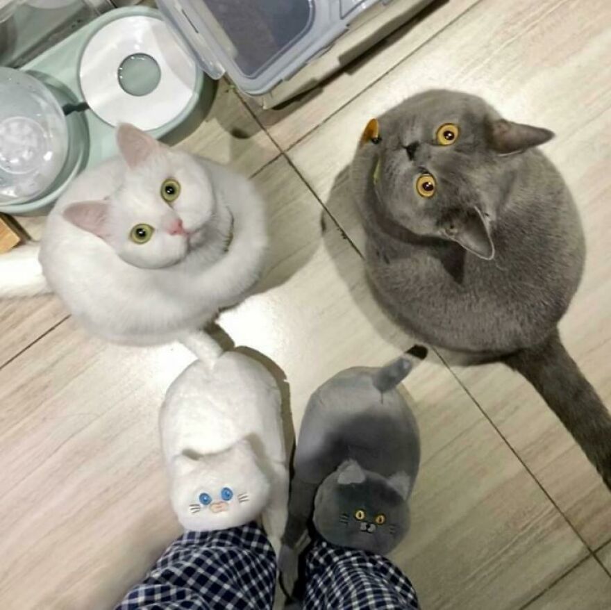 Two cats sit by matching cat slippers on tiled floor, creating a funny and cute animal moment.