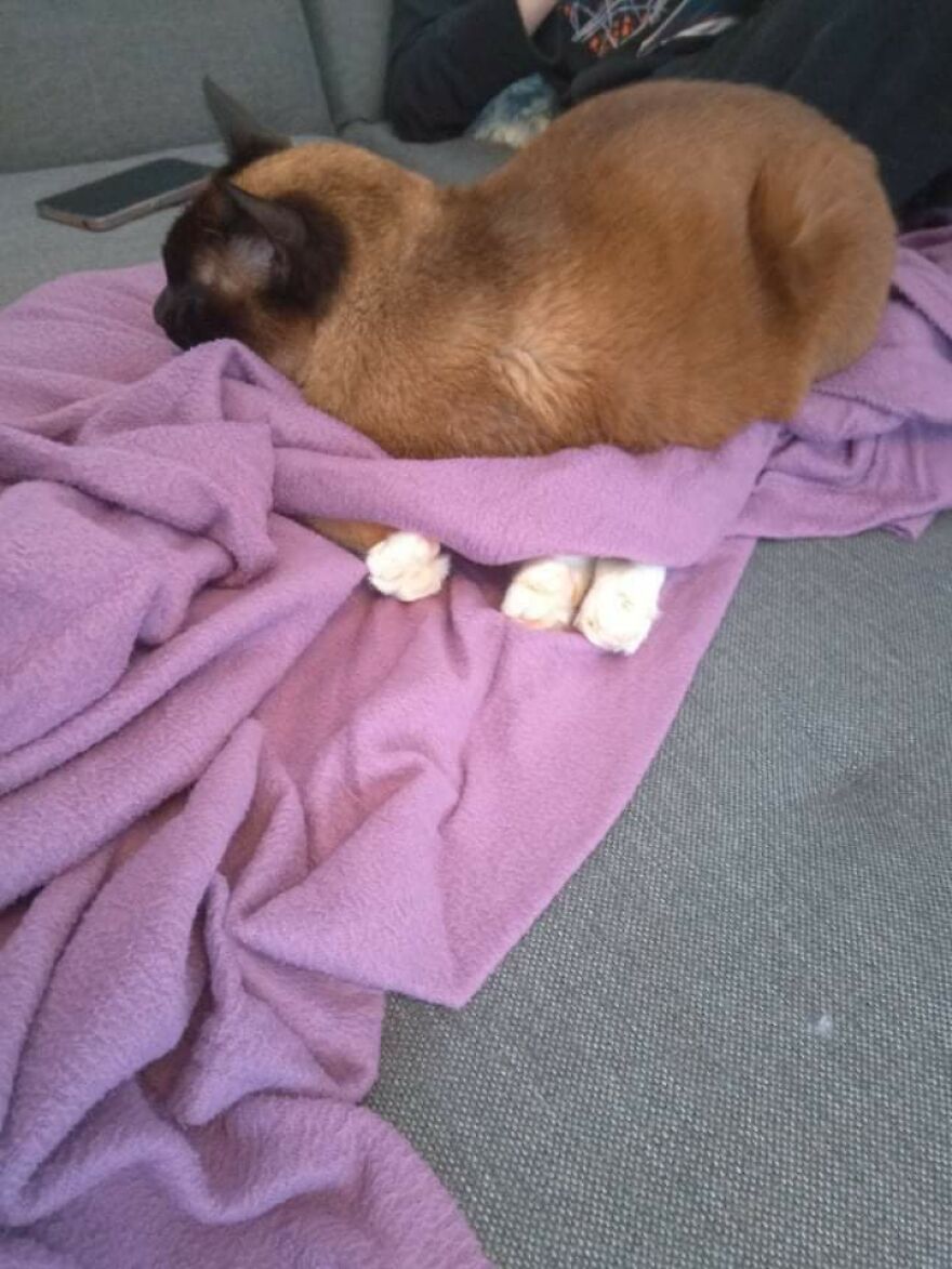 Cute cat sleeping on a purple blanket, showing its paws.