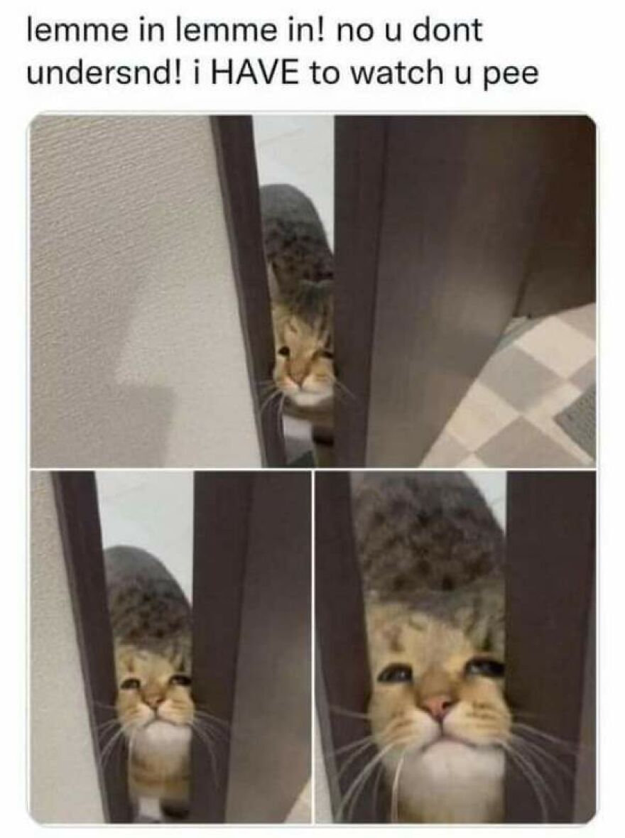 Funny animal photo of a curious cat peeking through a door.