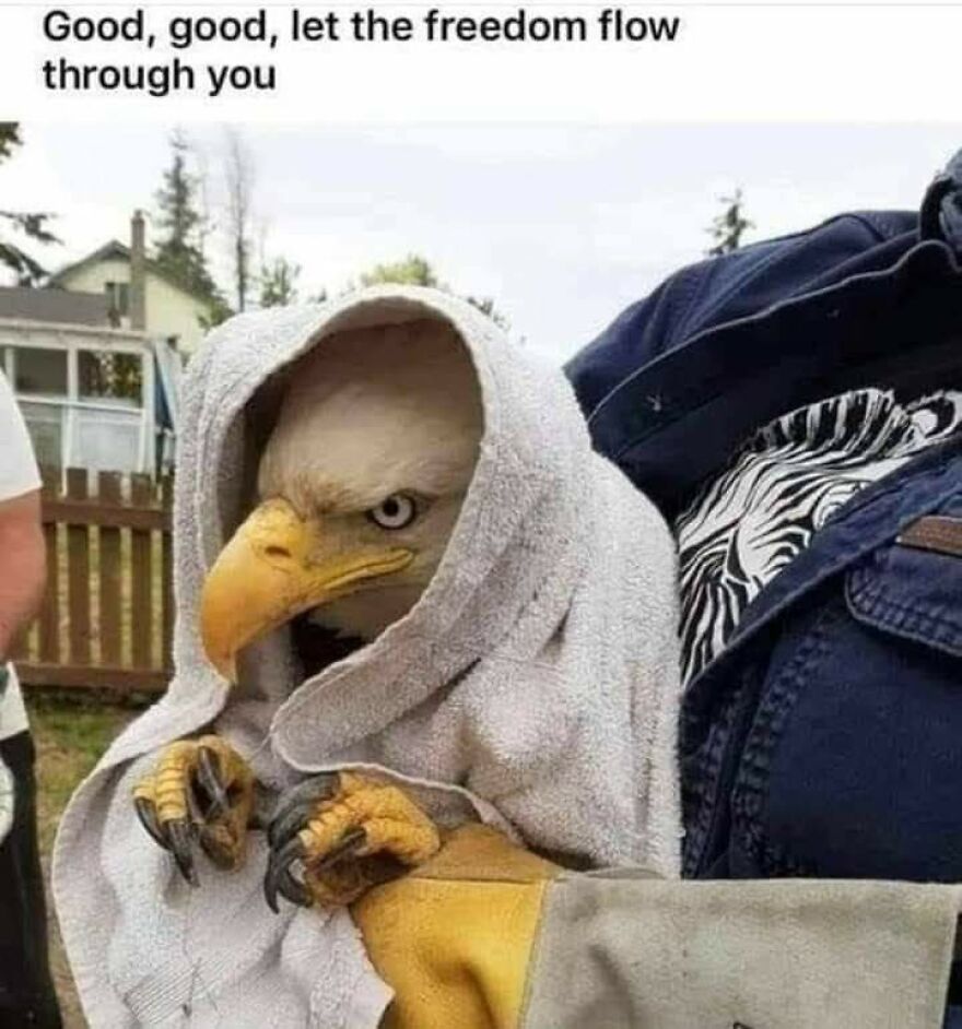 Cute bald eagle wrapped in a towel, giving a funny look.