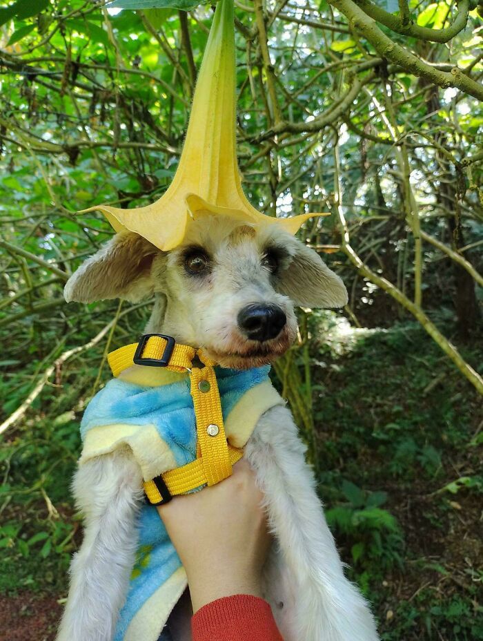 Dog wearing a flower hat in a forest, showcasing a humorous take on something dangerous.