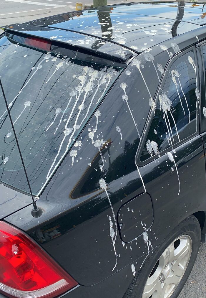 Auto negro lleno de excremento de pájaro, ejemplo claro de personas que seguramente estén teniendo un mal día.