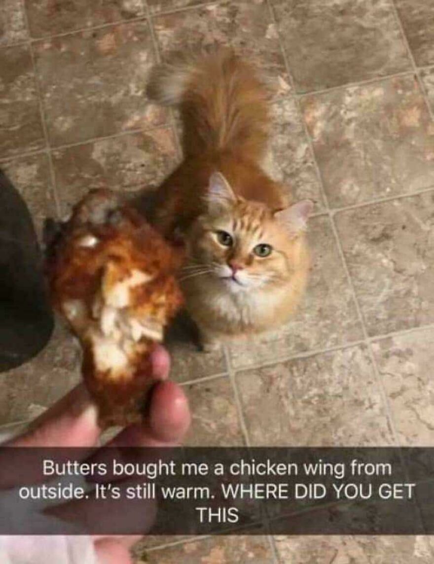 Cute orange cat looks up at a hand holding a chicken wing, creating a funny animal moment.