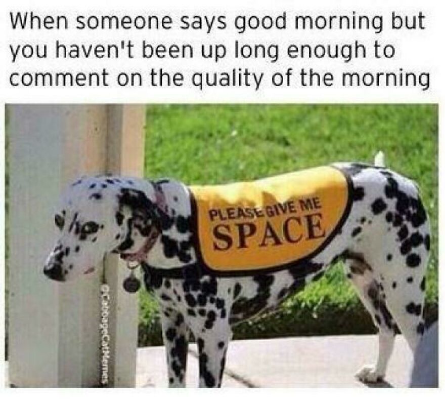 Dalmatian wearing a "please give me space" vest, looking cute and funny.