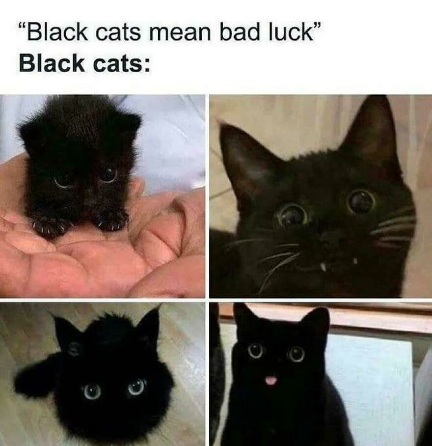 Cute black cats with humorous expressions defying superstitions about bad luck.