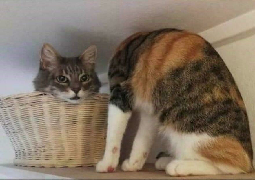 Cat humorously sits half in a basket, showcasing its funny and cute side.