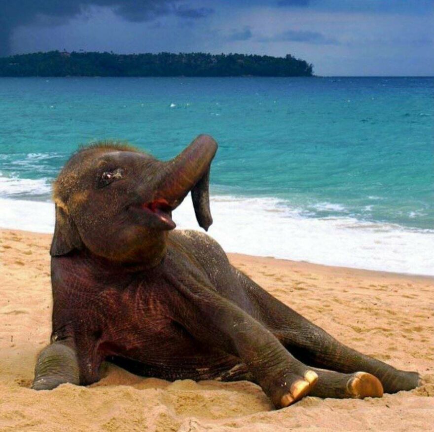 Cute baby elephant playfully lounging on a sandy beach near the ocean.