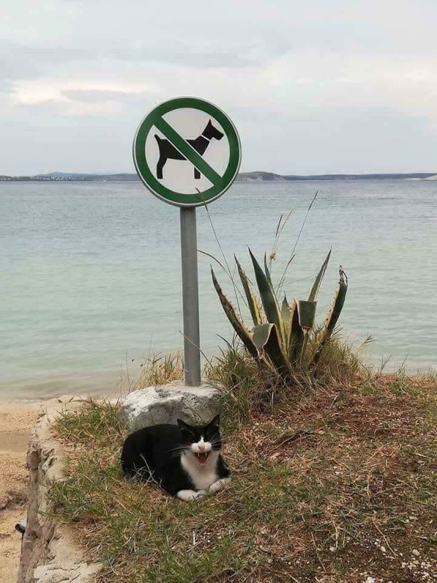 Funny animal photo of a black and white cat under a no dogs sign by the beach, looking smug.