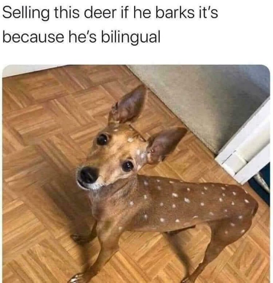 Funny animal photo of a dog with deer-like spots and a playful caption about bilingual barking.