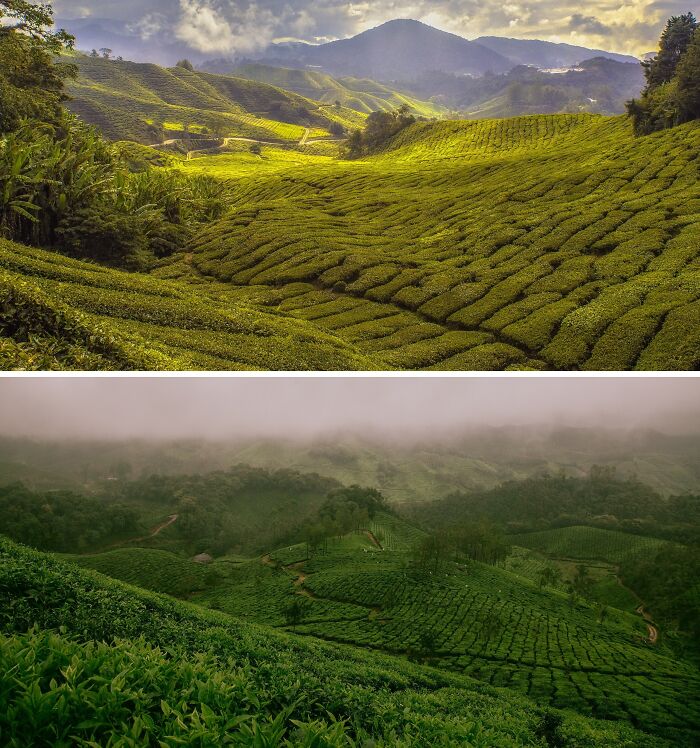 Scenic places: two lush green tea plantations in different parts of the world, showcasing similar landscapes.