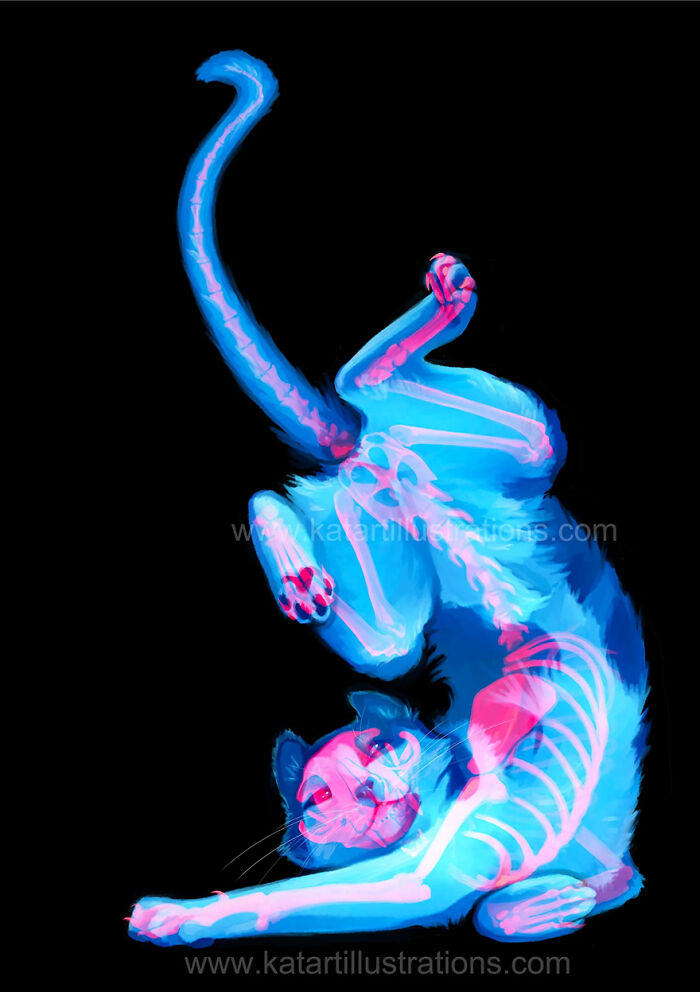 Illustration of a glowing blue and pink cat showing skeletal features against a black background.