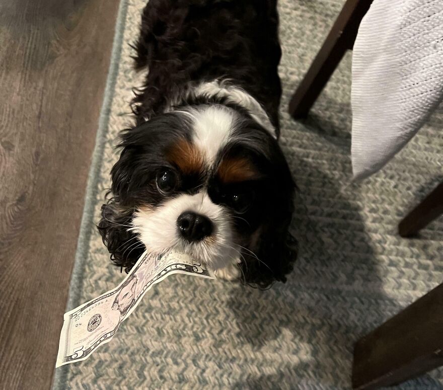 Cute dog holding a five-dollar bill, showcasing funny and cute animal antics.