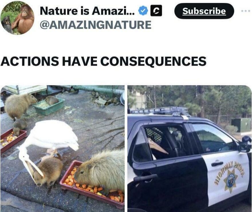 Funny and cute animal photo showing capybaras eating with a pelican.