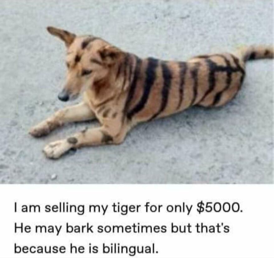 Dog with tiger stripes lying on the ground with funny text about selling a "tiger."