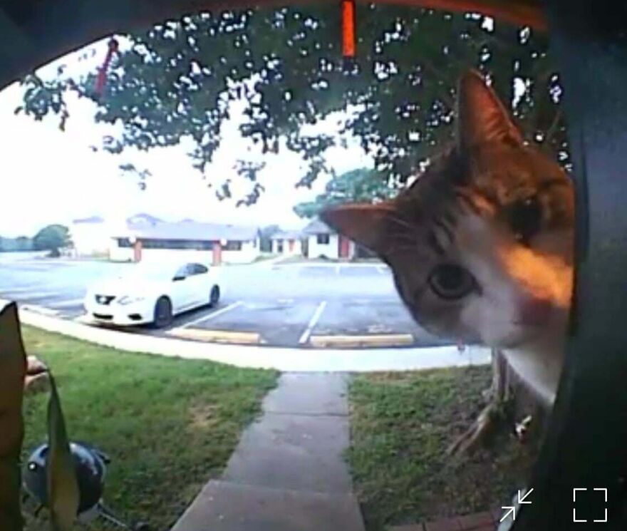 Cute cat peeking through a door, captured on a security camera.