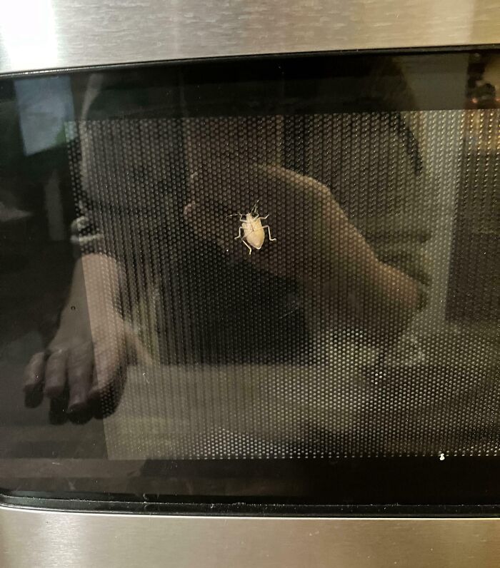 Bug inside a microwave oven, highlighting a horrible day scenario.