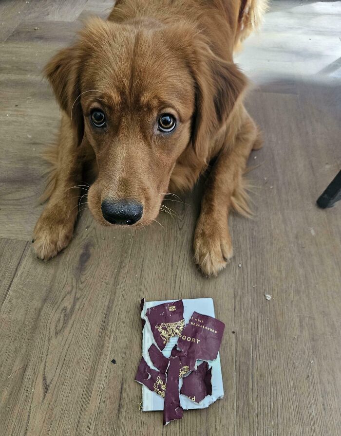 Perro con expresión triste junto a documentos rasgados, ilustrando personas que seguramente estén teniendo un mal día.