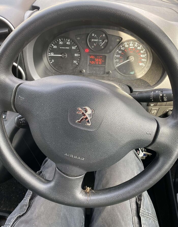 Spider on car steering wheel in a Peugeot, highlighting a horrible day scenario.