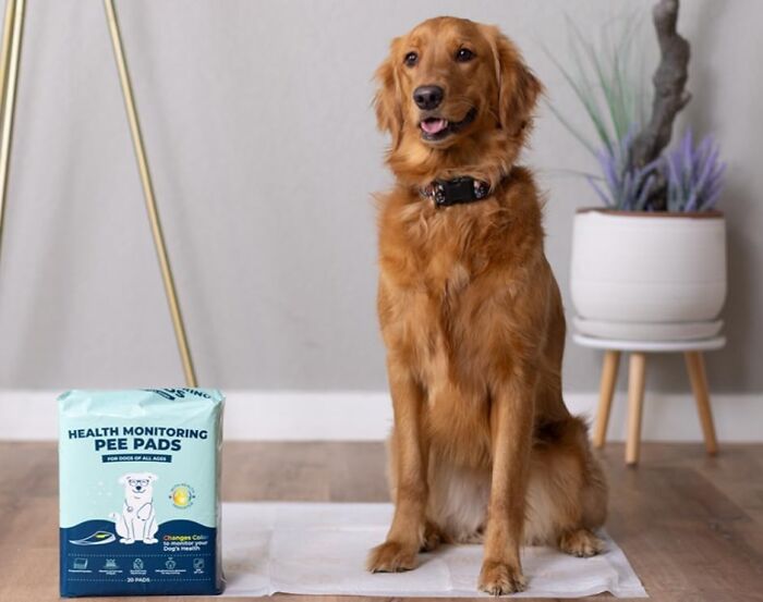 Dog sitting on pee pad next to a pack of health monitoring pee pads, highlighting unusual pet products.