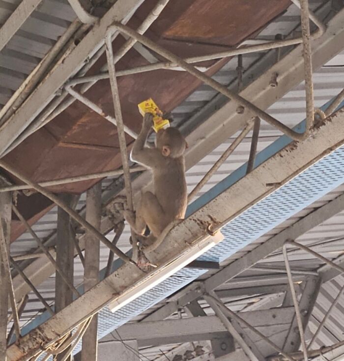 Monkey climbing on industrial beams holding a yellow packet, highlighting a humorous day mishap.