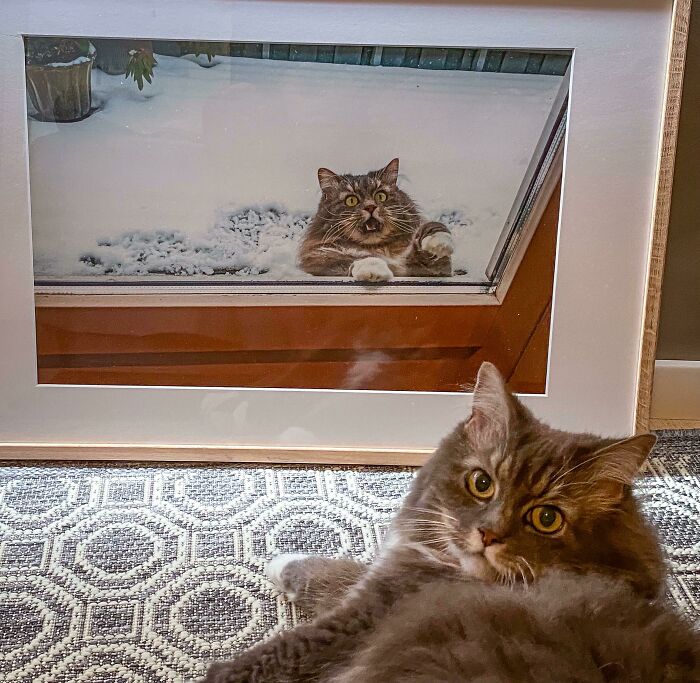 Fluffy cat lounging indoors, next to its photo at a snowy window, highlighting a cozy "cat pics" moment.