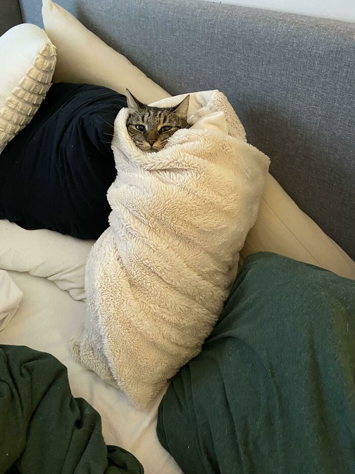 A cozy cat wrapped snugly in a fluffy blanket, looking content and relaxed, surrounded by pillows.