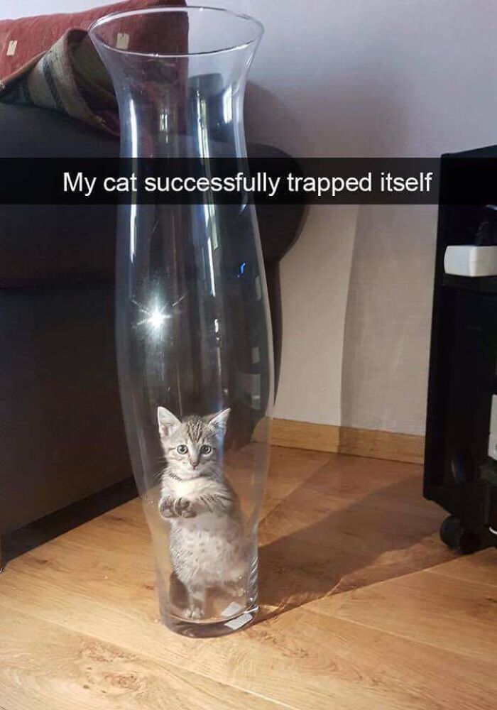 A playful cat sits inside a tall glass vase, looking curious and adorable, embodying the essence of "my life meow."
